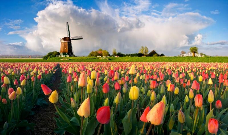 Несколько интересных фактов о Нидерландах