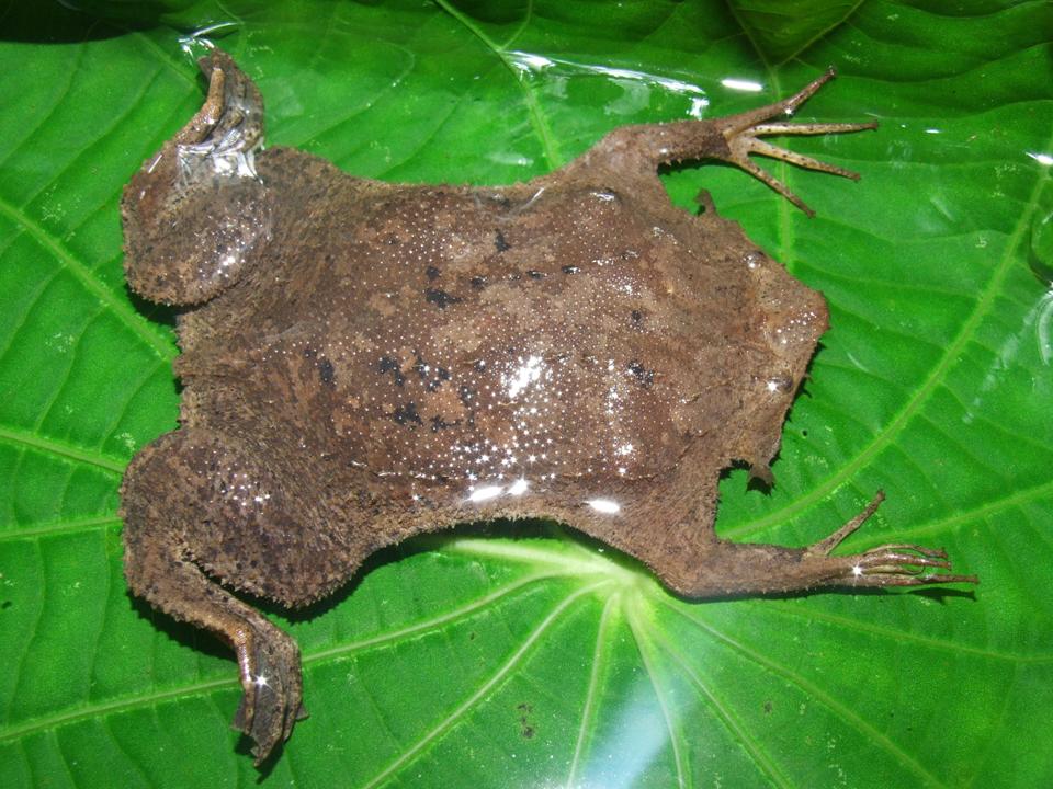 Суринамская пипа: если жабу переехать катком
