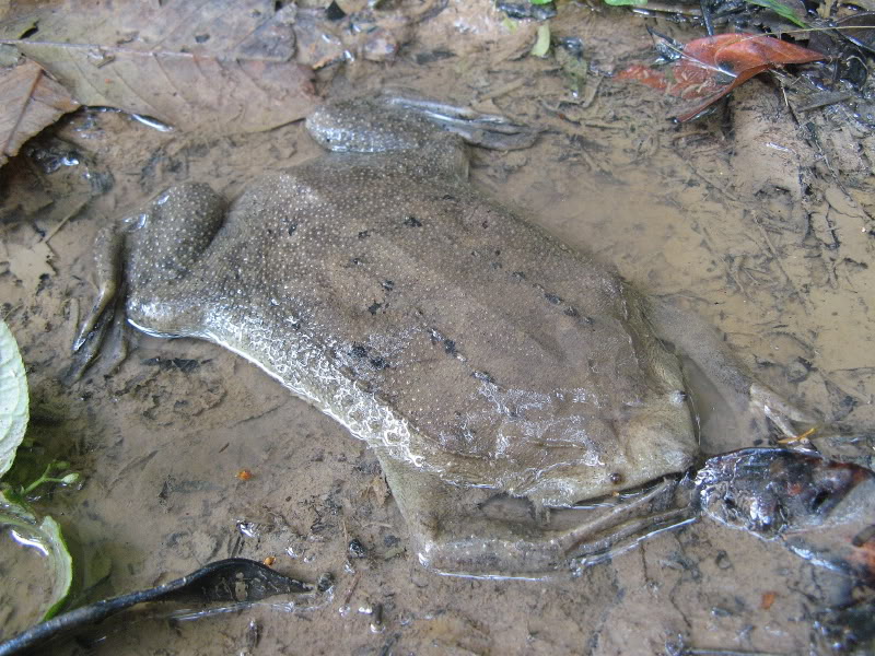 Суринамская пипа: если жабу переехать катком
