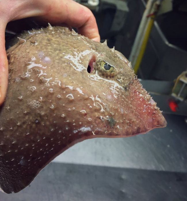 Фотографии редких глубоководных рыб от мурманского моряка