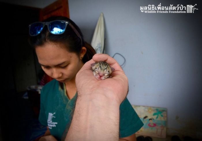 Найденный на улице Таиланда котенок оказался не совсем обычным
