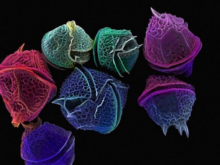 Диатомовые водоросли на удивительных снимках