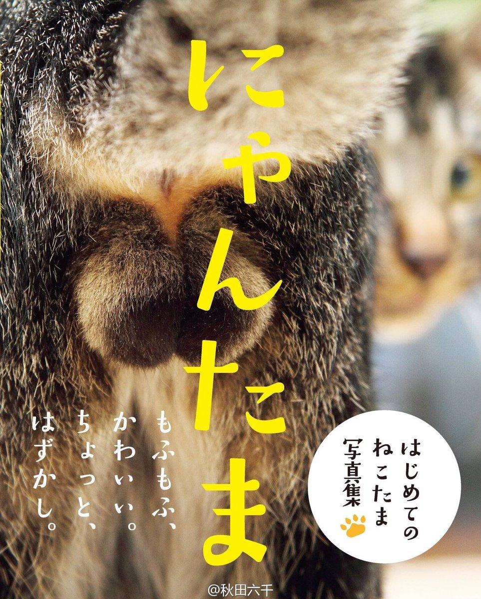 Пушистые шары - книга снимков яичек котов