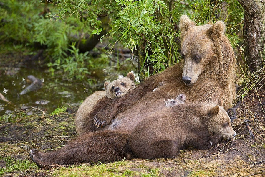Суровое обаяние медведей от фотографа Сергея Иванова