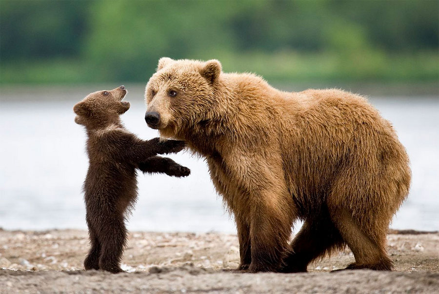 Суровое обаяние медведей от фотографа Сергея Иванова