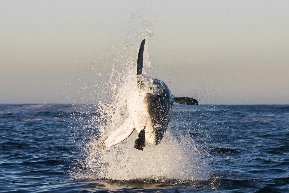 Большая белая акула выпрыгивает из воды, чтобы поймать тюленя