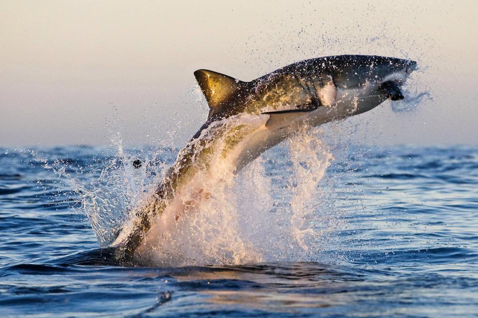 Большая белая акула выпрыгивает из воды, чтобы поймать тюленя