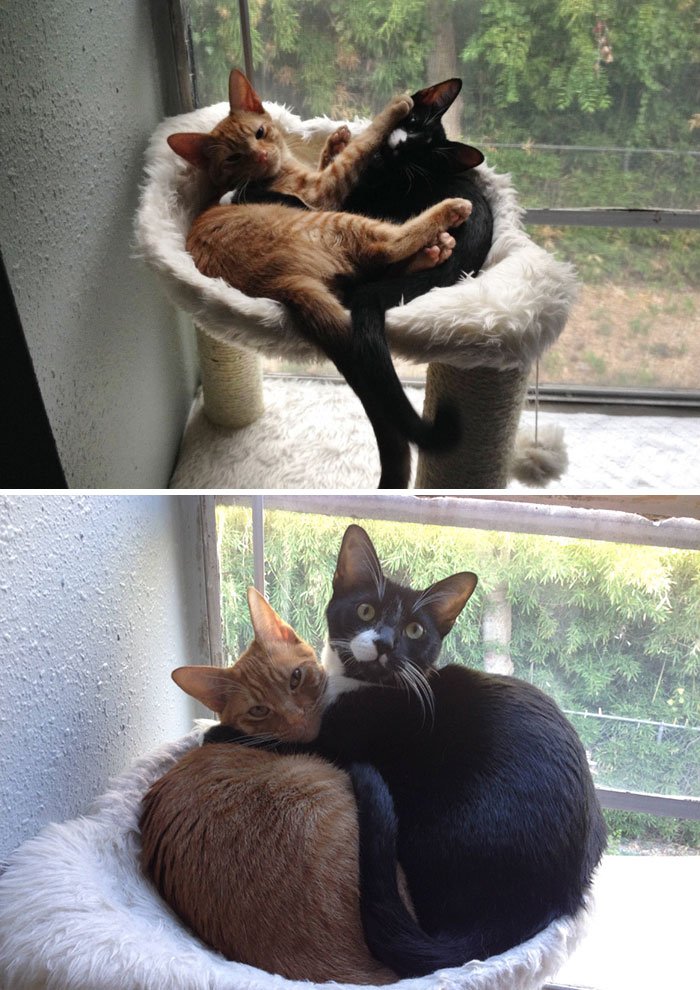 Животные, которые выросли вместе: тогда и сейчас