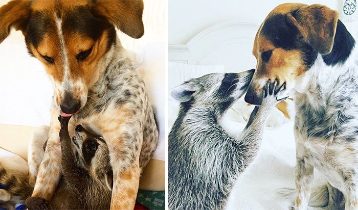 Животные, которые выросли вместе: тогда и сейчас