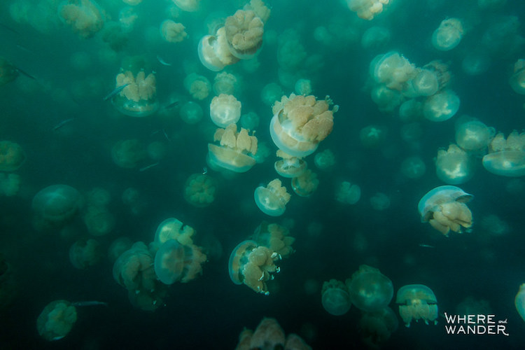 Фотограф поплавал в окружении миллионов медуз