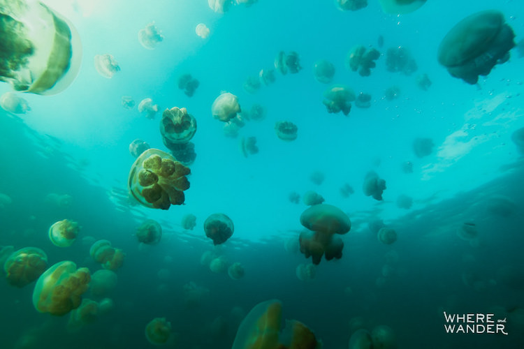 Фотограф поплавал в окружении миллионов медуз