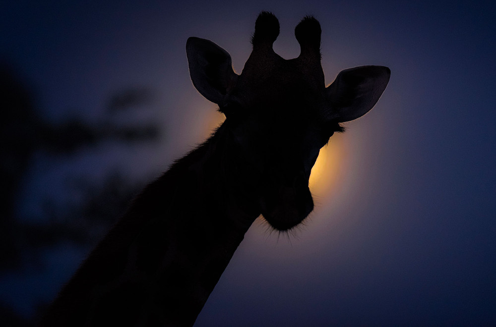 Ночная жизнь в Африке