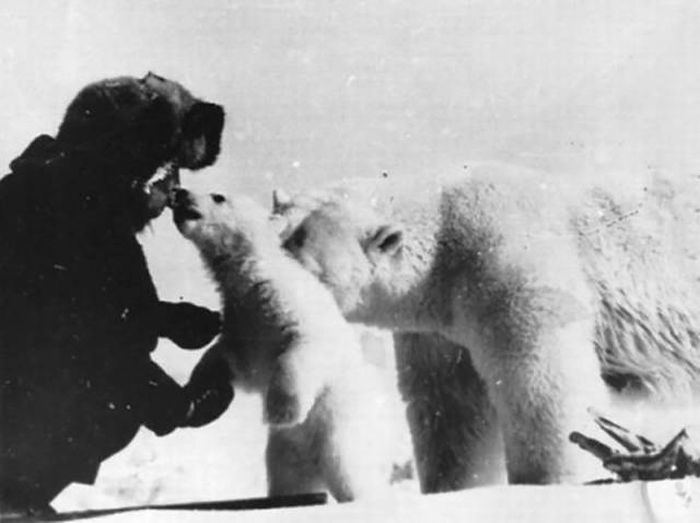Бесстрашный полярник подкармливает белых медведей