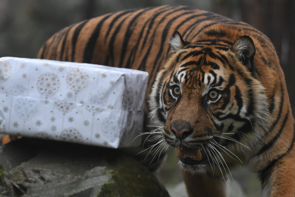 Как жители зоопарков открывали подарки