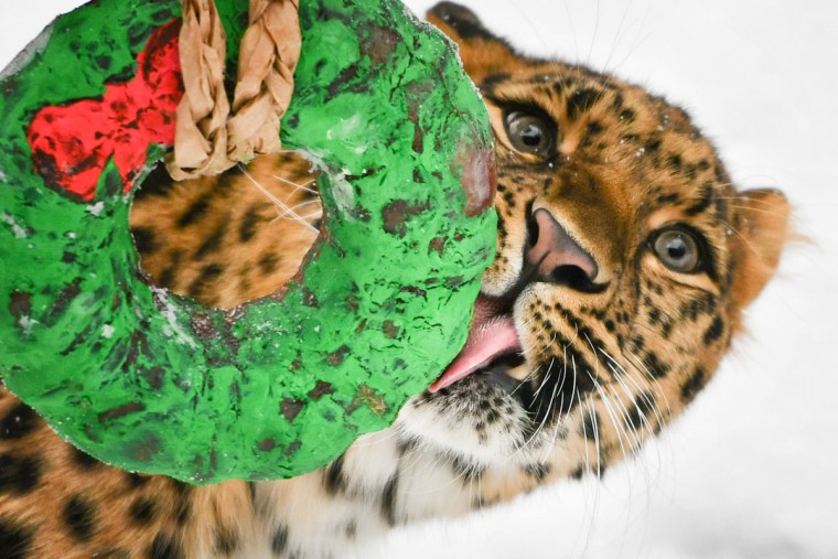 Как жители зоопарков открывали подарки