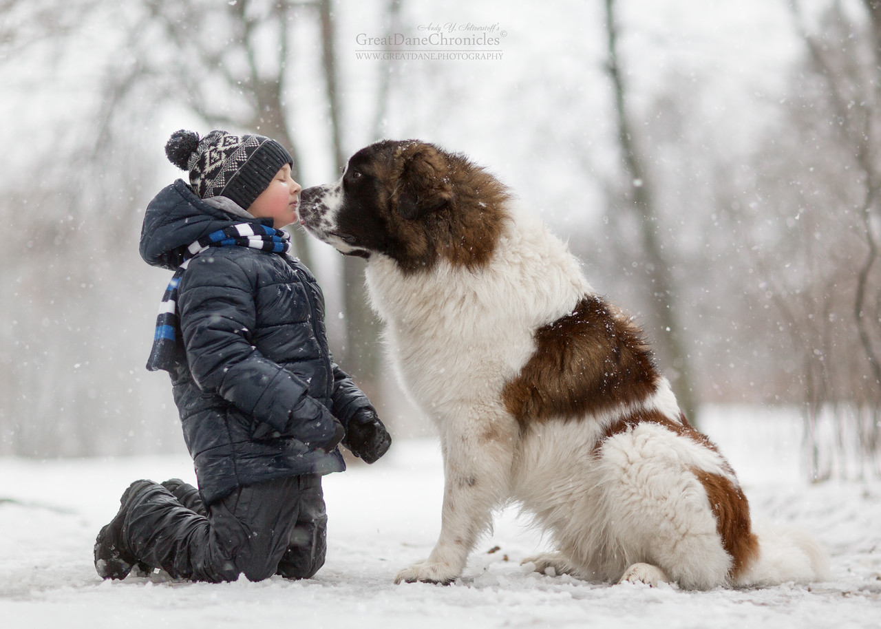 Маленькие дети и их большие собаки на зимней прогулке
