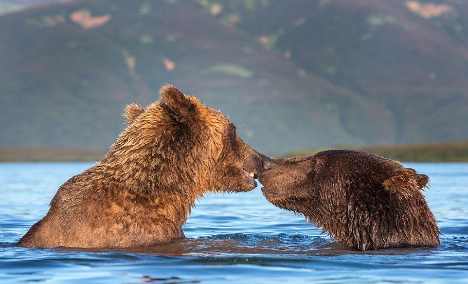 Нежные поцелуи бурых медведей