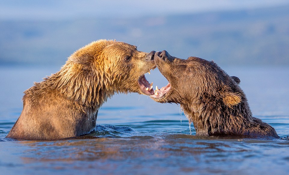 Нежные поцелуи бурых медведей