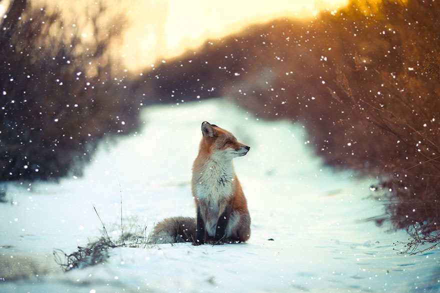 Зимние фотографии невероятно милых лис