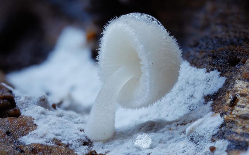 Красота грибов и лишайников от Стива Эксфорда