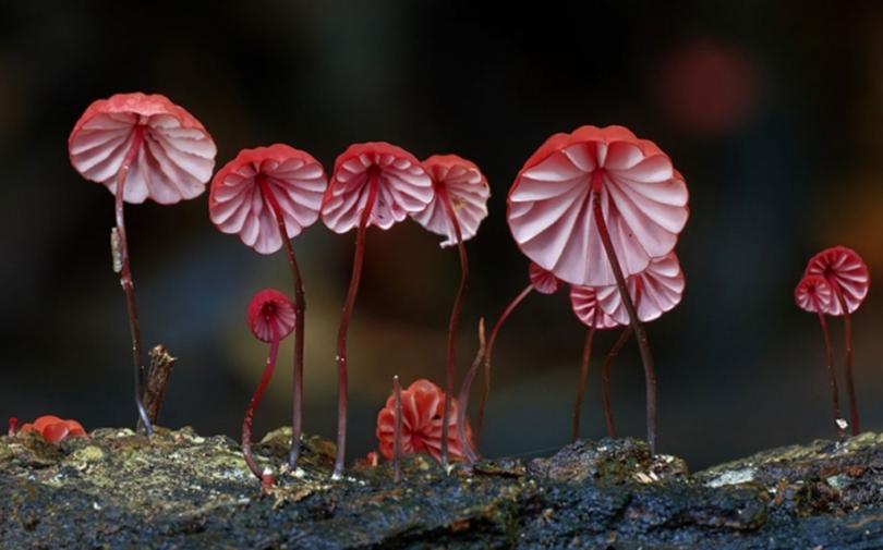 Красота грибов и лишайников от Стива Эксфорда