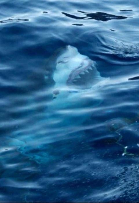 Жуткие фото из морских глубин