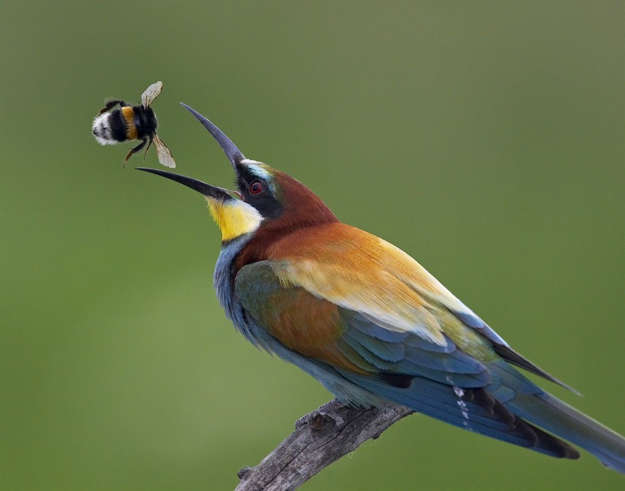 Интересные моменты из жизни птиц на фотографиях