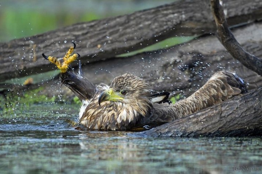Интересные моменты из жизни птиц на фотографиях