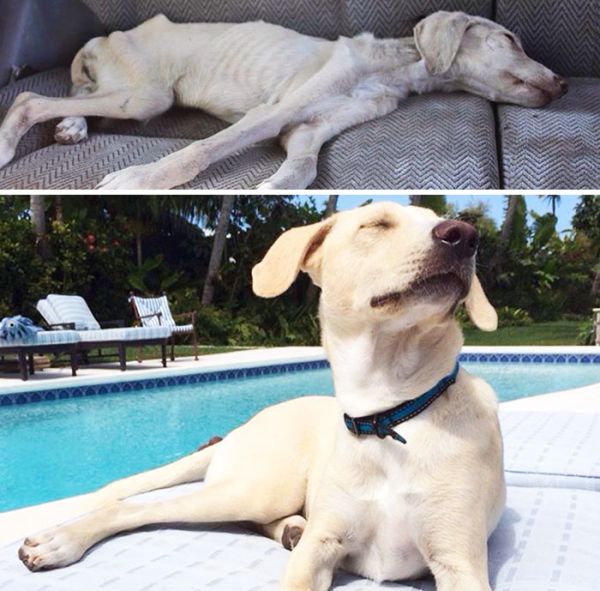 Собаки до и после спасения