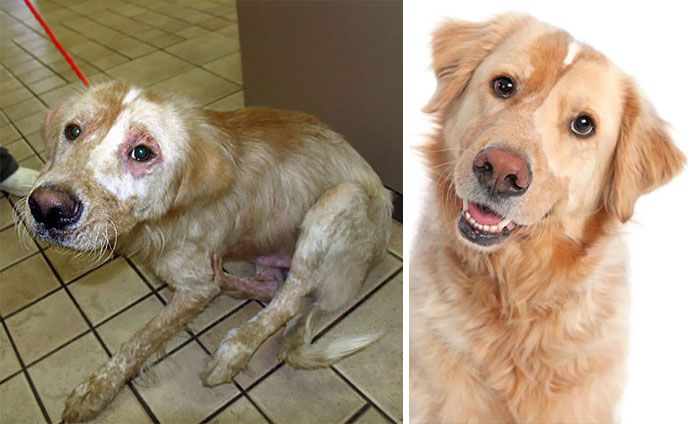 Собаки до и после спасения