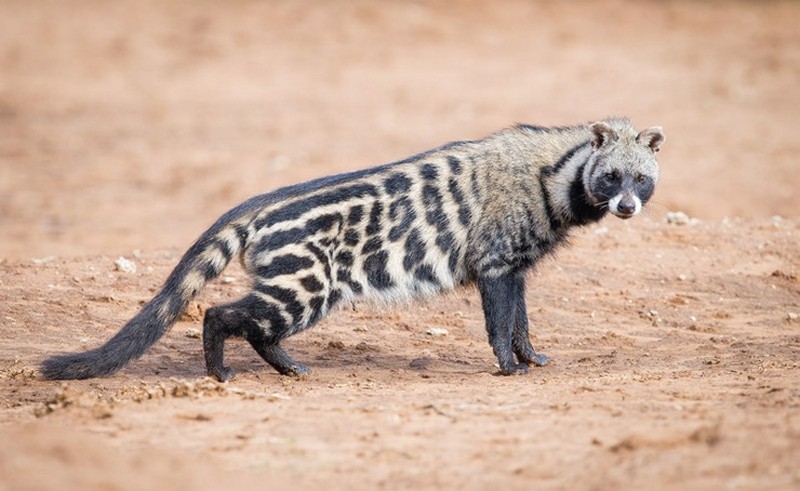 10 самых удивительных животных Африки
