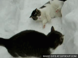 Кошки и снег в гифках
