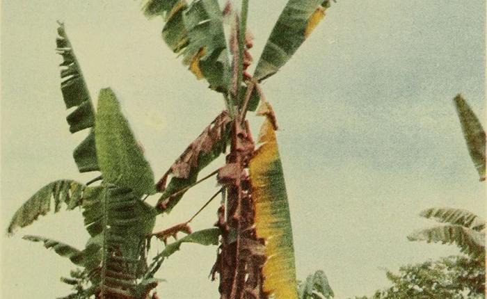 Эволюция банана: от лесного фрукта до продукта ГМО