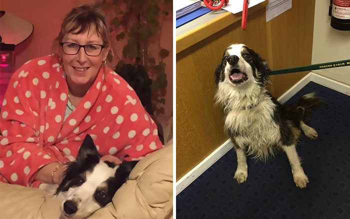 Пропавший пес за 2 месяца преодолел 80 км, чтобы найти хозяйку