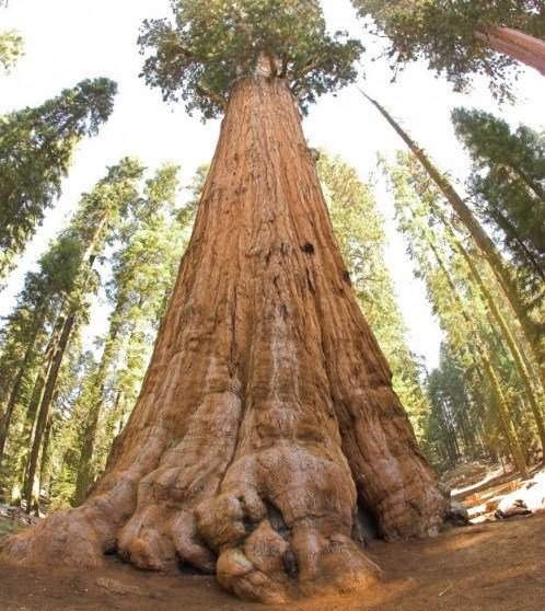 10 самых выдающихся деревьев-рекордсменов мира