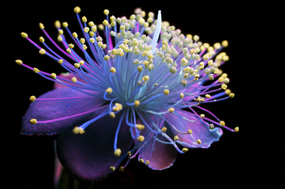 Красота цветов, освещённых ультрафиолетом