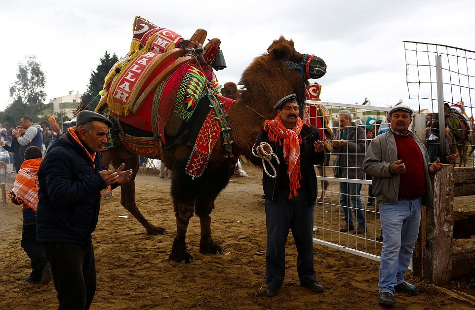 Бои верблюдов на ежегодном фестивале в Турции