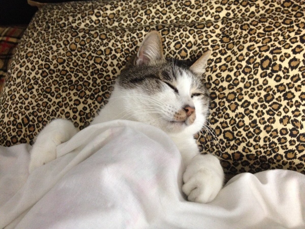 Котики спят в кроватях как люди: флешмоб из Японии