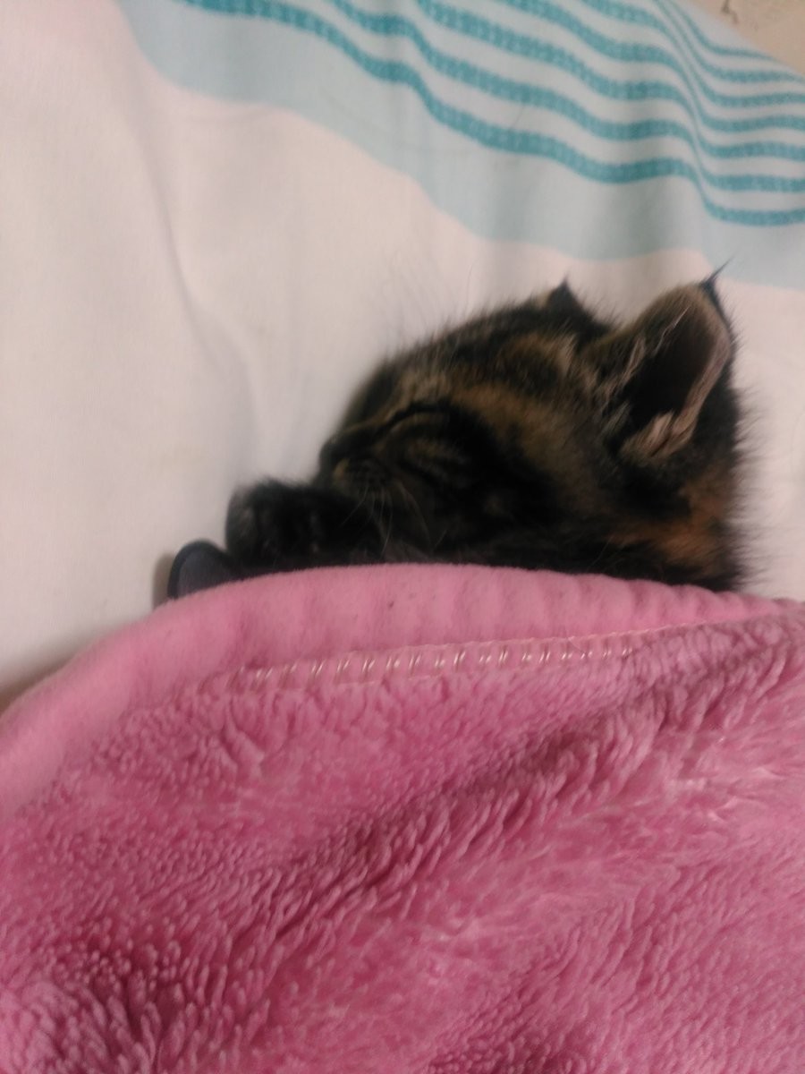Котики спят в кроватях как люди: флешмоб из Японии