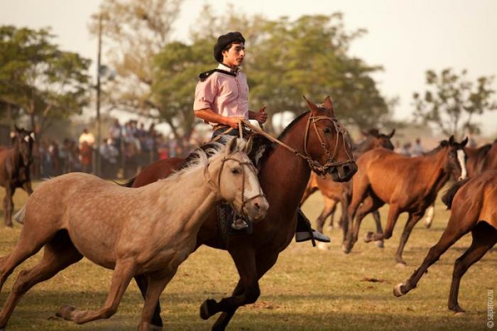 Фестиваль гаучо Fiesta de la Tradicion