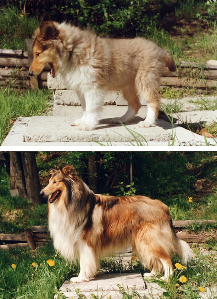 Кто вырастает из милых щенков: до и после