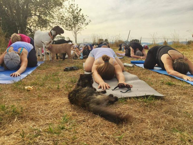 Козлиная йога вызвала ажиотаж среди американских женщин