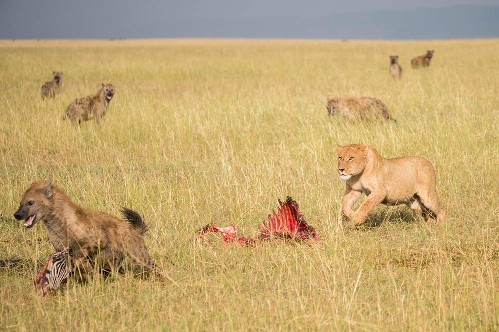 Стая гиен пыталась отнять добычу у двух львов
