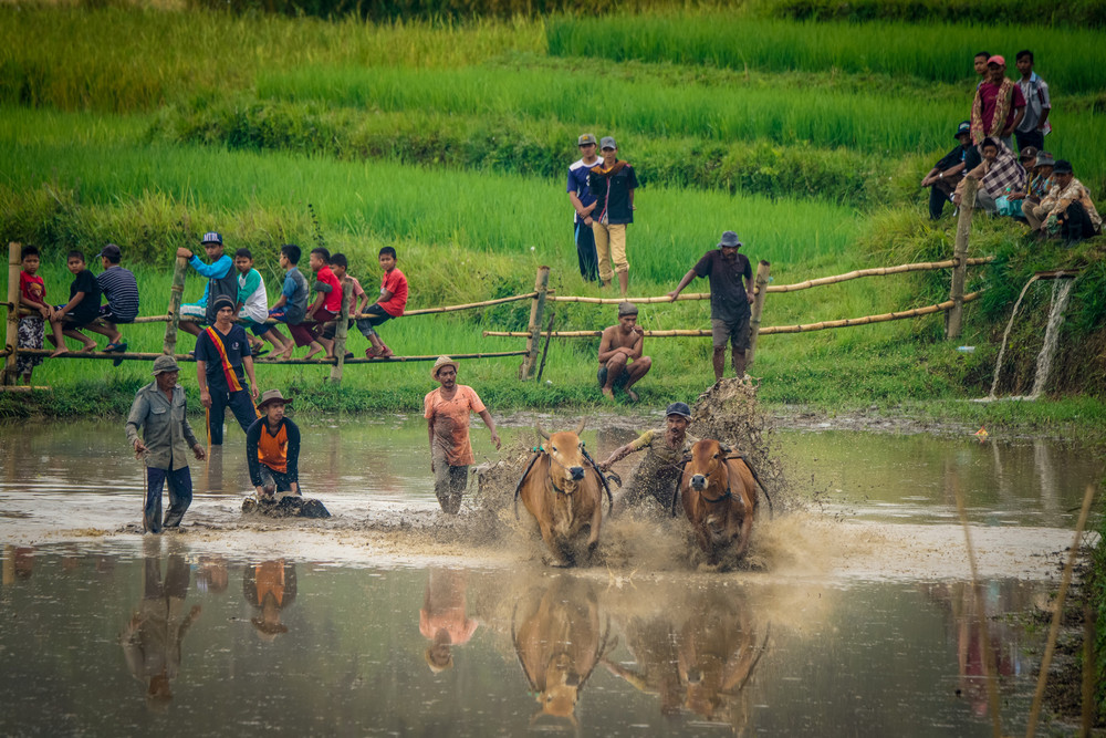 Традиционная гонка на быках в Индонезии