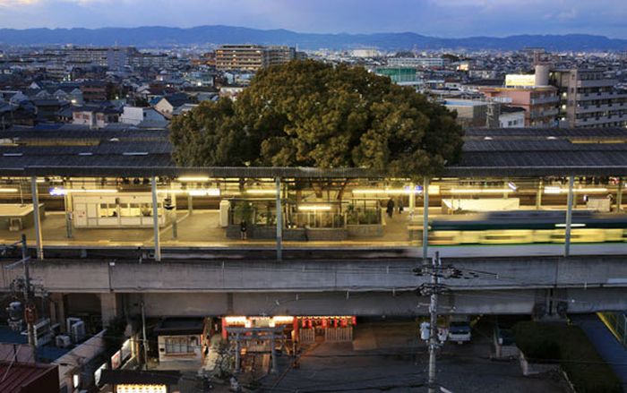 700-летнее дерево посреди железнодорожной станции в Осаке
