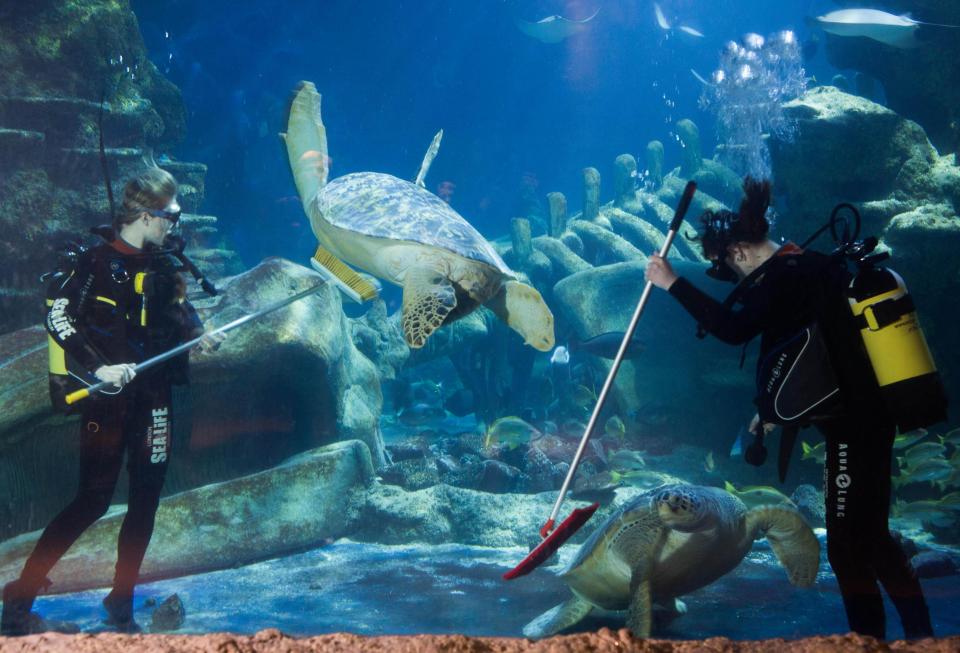 Чистка аквариумов с хищниками