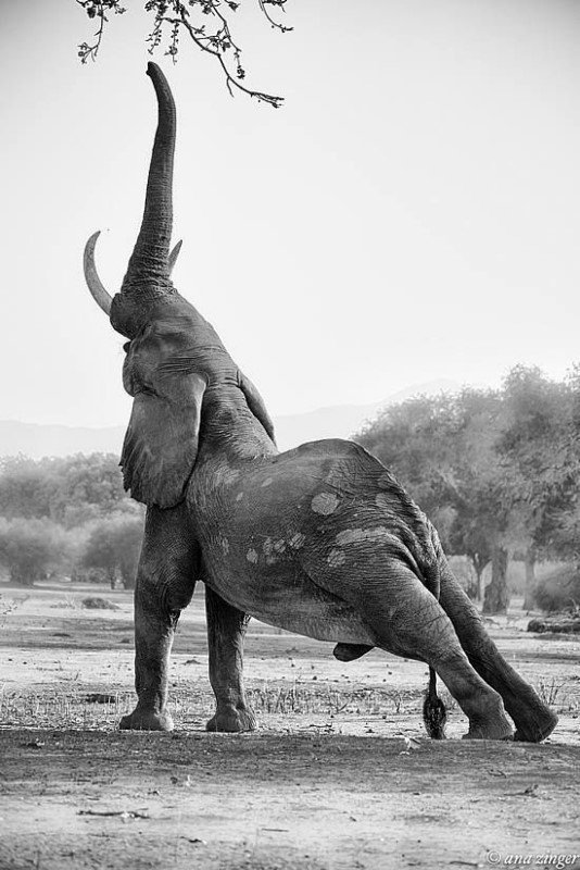 Фотоснимки и интересные факты о слонах