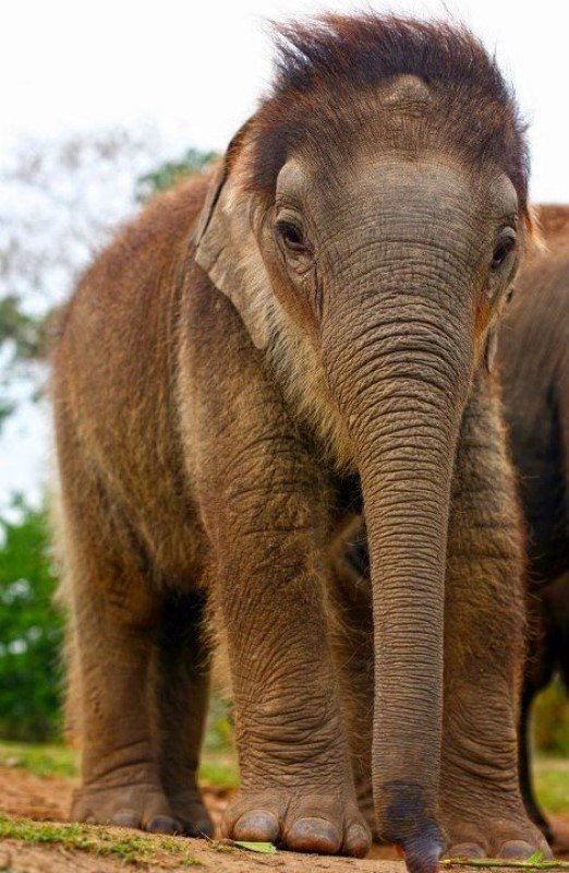 Фотоснимки и интересные факты о слонах