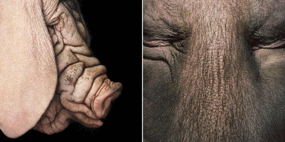 Удивительные портреты животных от Тима Флэка
