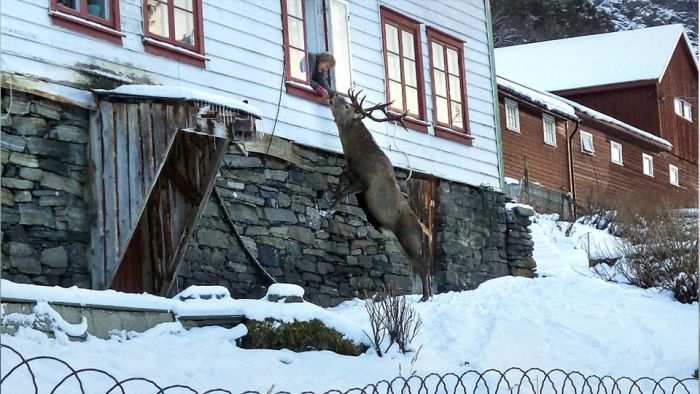 В Норвегии олень каждый день приходит в гости к спасителям